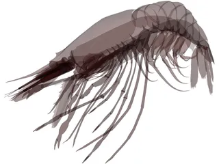 Large Red Prawn 3D Model preview