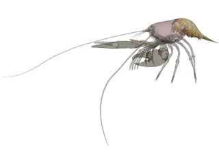 Lobster (Homarus Gammarus) 3D Model preview