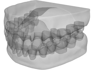 Teeth and Gums 3D Model preview