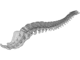Vertebral Column and Spinal Cord 3D Model preview