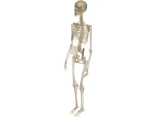 Skeleton Female 3D Model preview