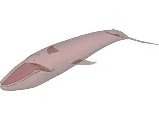 Whale Blue 3D Model preview