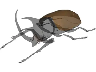 Eupatorus Gracilicornis 3D Model preview