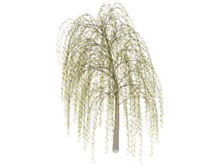 Willow Tree 3D Model preview