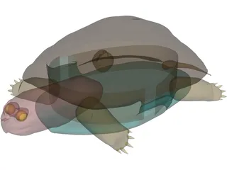 Turtle (Terrapene Ornata) 3D Model preview