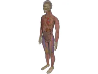 Man with Internal Organs 3D Model preview