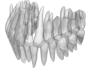 Teeth 3D Model preview