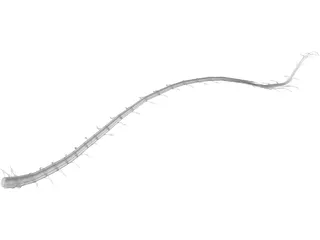 Spinal Cord 3D Model preview