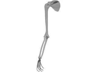 Arm Bone 3D Model preview