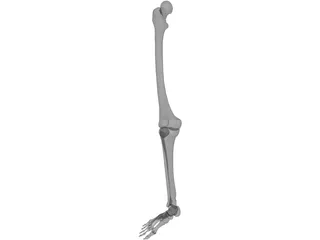 Leg Bone 3D Model preview