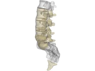 Lumbar Vertebrae Sacrum And Coccyx 3D Model preview