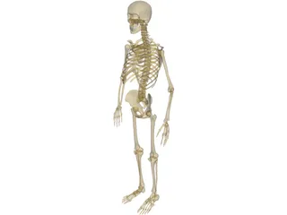Skeleton Male 3D Model preview