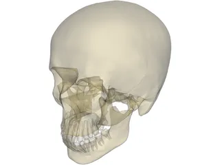 Skull Male 3D Model preview