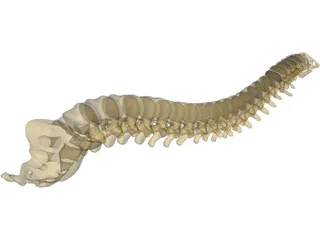 Vertebral Column 3D Model preview