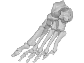 Foot Bone Left 3D Model preview