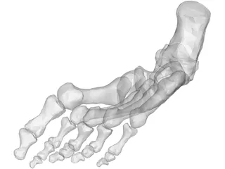Foot Bone Right 3D Model preview