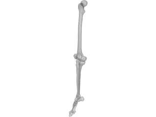 Leg Right 3D Model preview