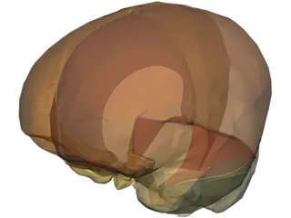 Dura Mater 3D Model preview