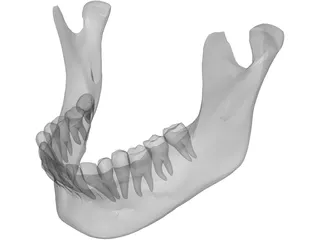Jaw Lower 3D Model preview