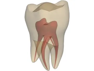 Molar 3D Model preview