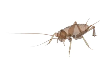 Cricket 3D Model preview