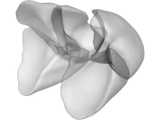 Lungs Human 3D Model preview