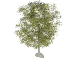 Maple Tree 3D Model preview