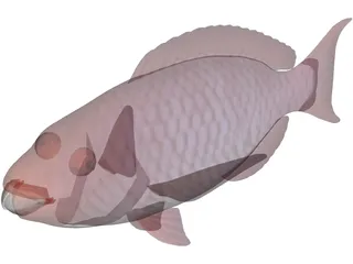 Red Parrotfish 3D Model preview