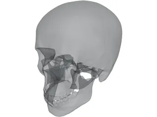 Skull 3D Model preview