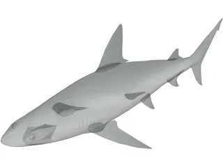 Sandbar Shark 3D Model preview