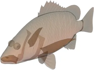 Mangrove Red Snapper 3D Model preview