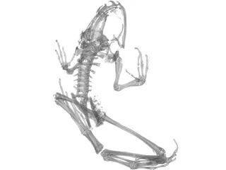 Frog Skeleton 3D Model preview