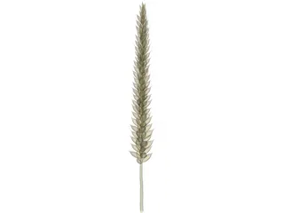 Corn Ear 3D Model preview