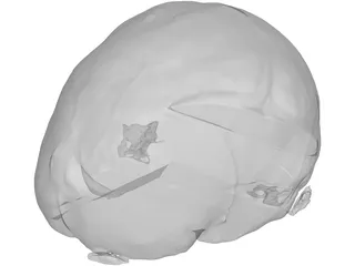 Brain 3D Model preview
