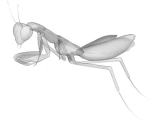 Praying Mantis 3D Model preview