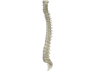Vertebral Column 3D Model preview