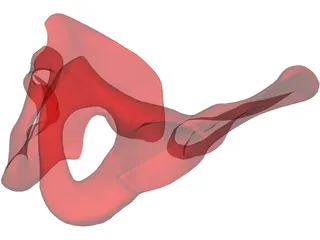 Pelvis Male 3D Model preview