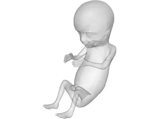 Fetus 12-Week 3D Model preview