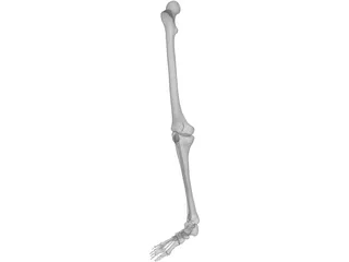 Leg Bone Female Right 3D Model preview
