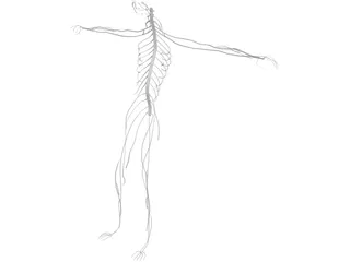 Nervous System 3D Model preview
