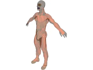 Muscle Man 3D Model preview