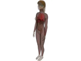 Woman [+Internal Organs] 3D Model preview