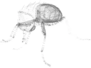 Fly Hair 3D Model preview