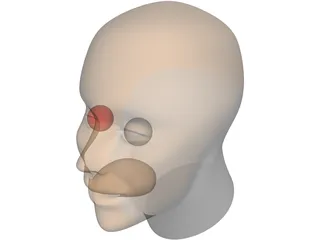 Head Human 3D Model preview