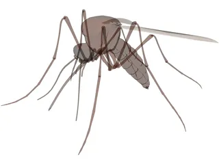 Mosquito 3D Model preview