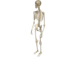 Skeleton Male 3D Model preview