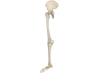 Leg Bone Right 3D Model preview