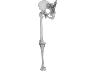 Leg Bone, Knee Joint and Pelvis 3D Model preview