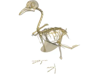 Pigeon Skeleton 3D Model preview