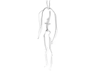 Circulatory System 3D Model preview